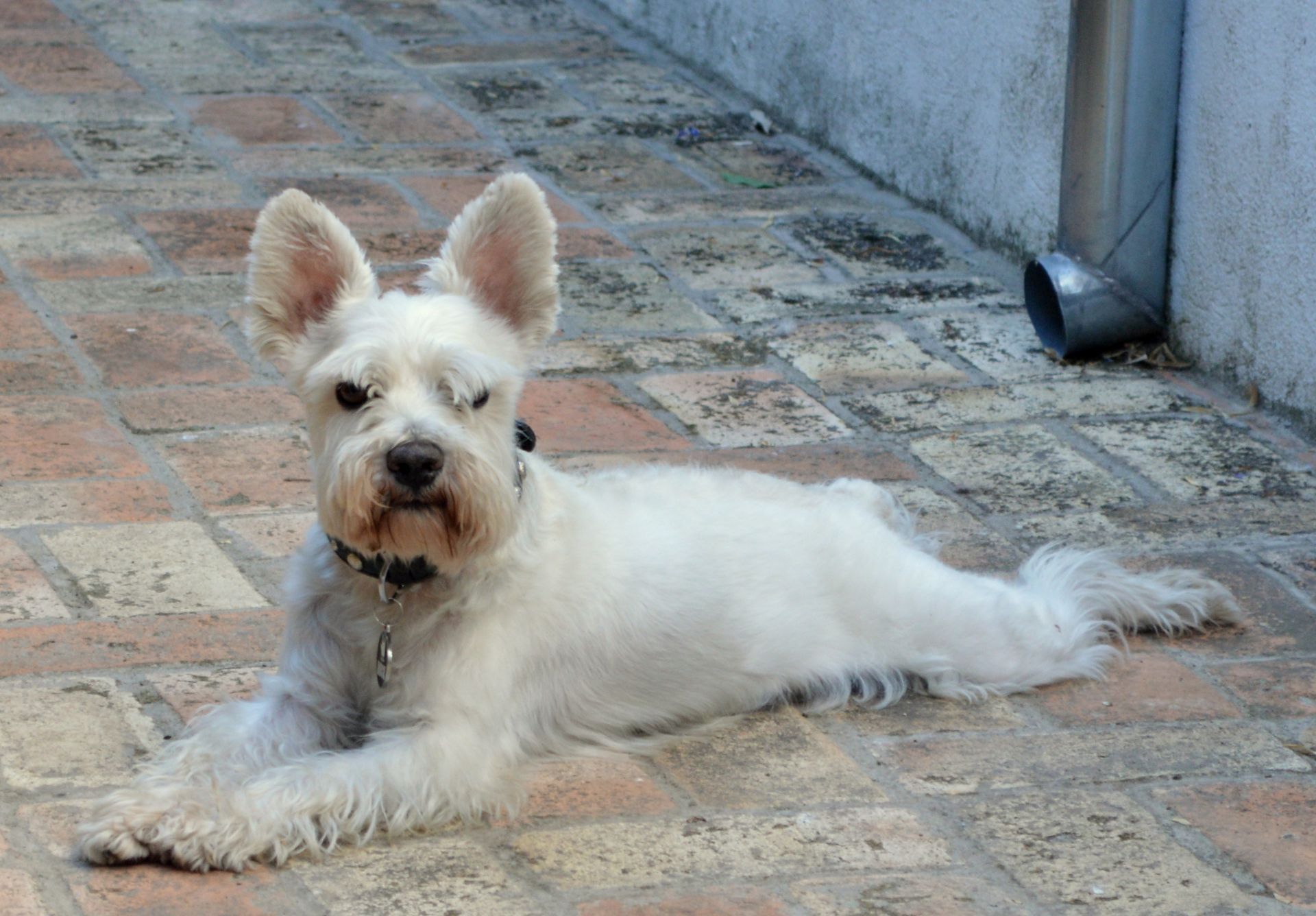 Clínica veterinaria